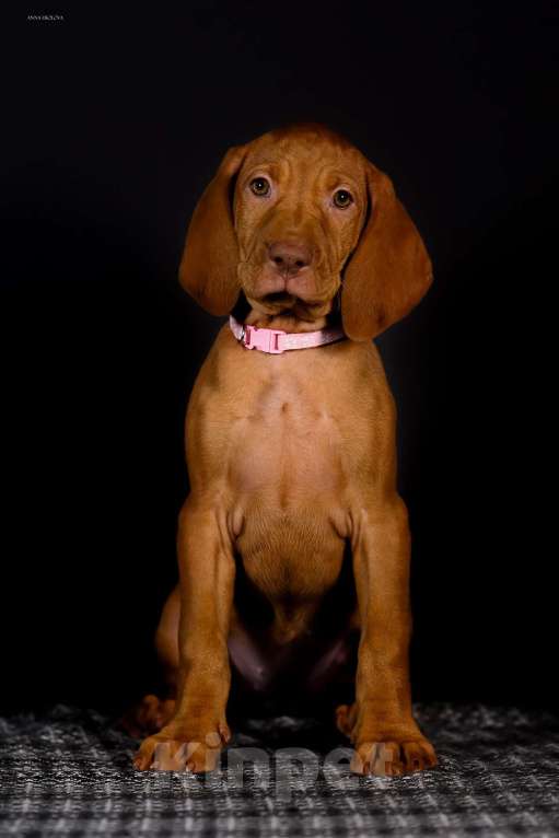 Собаки в Ярославле: Венгерская выжла, щенок Девочка, 70 000 руб. - фото 2