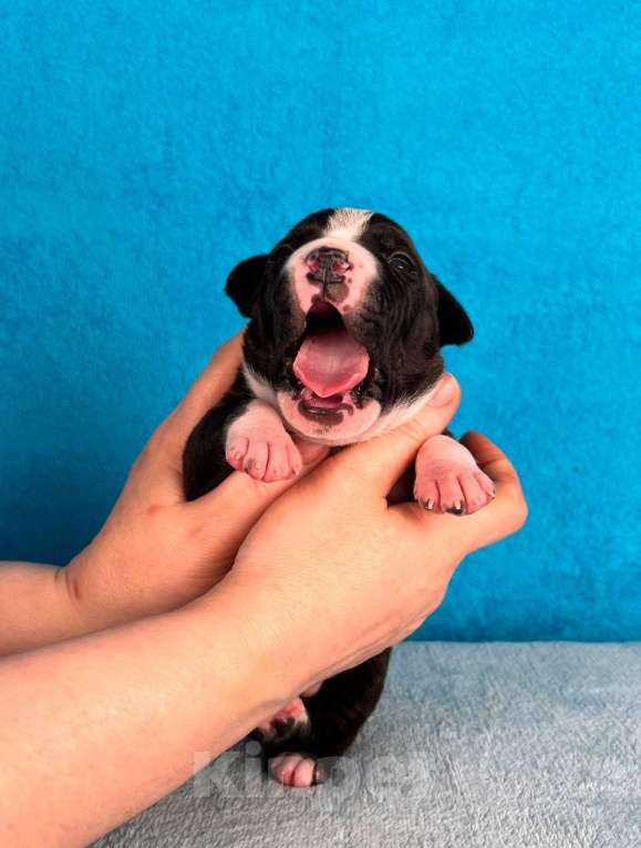 Собаки в Москве: Красивый мальчик амстаффа Мальчик, 80 000 руб. - фото 7