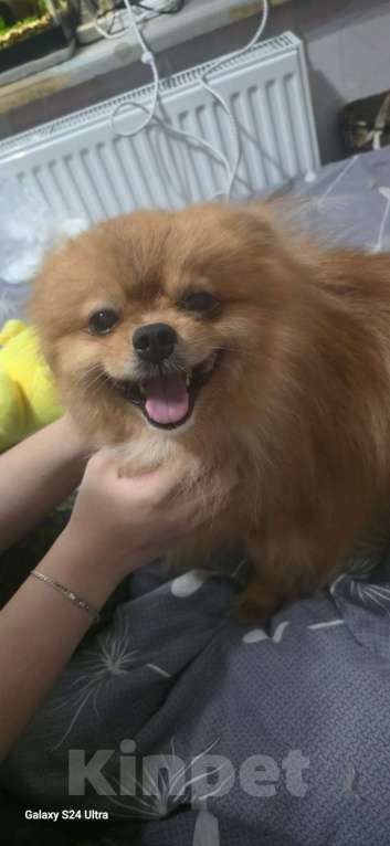 Собаки в Прохладном: Потерялся Шпиц! Мальчик, Бесплатно - фото 3