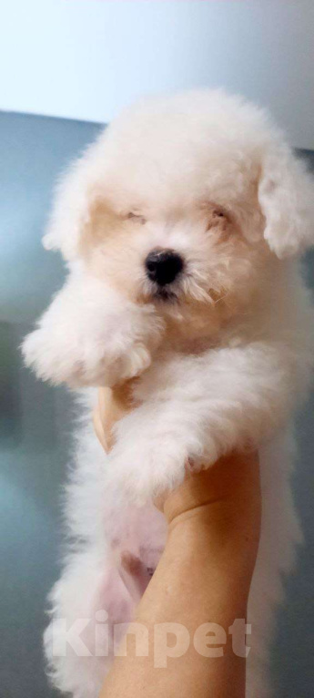 Собаки в других городах Московской области: Очаровательный мальчик Бишон Фризе, 3.5 месяца, ждет свою семью! Мальчик, 110 000 руб. - фото 2