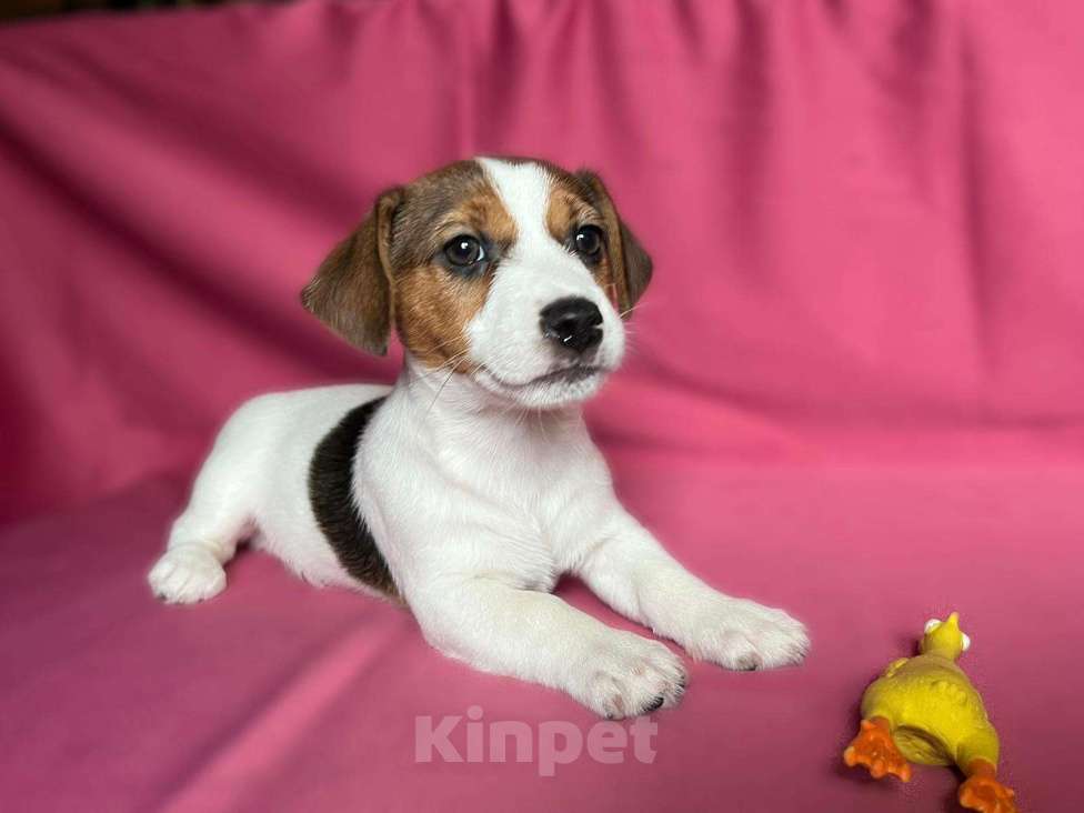 Собаки в Москве: Продается племенной  щенок джек рассел тер. 3  мес мальчик Мальчик, Бесплатно - фото 1