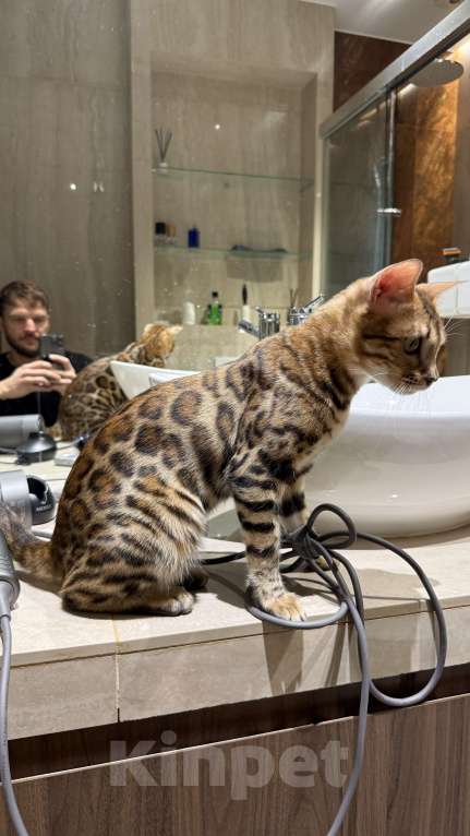 Кошки в Москве: Королева Бенгалов Девочка, 100 000 руб. - фото 9