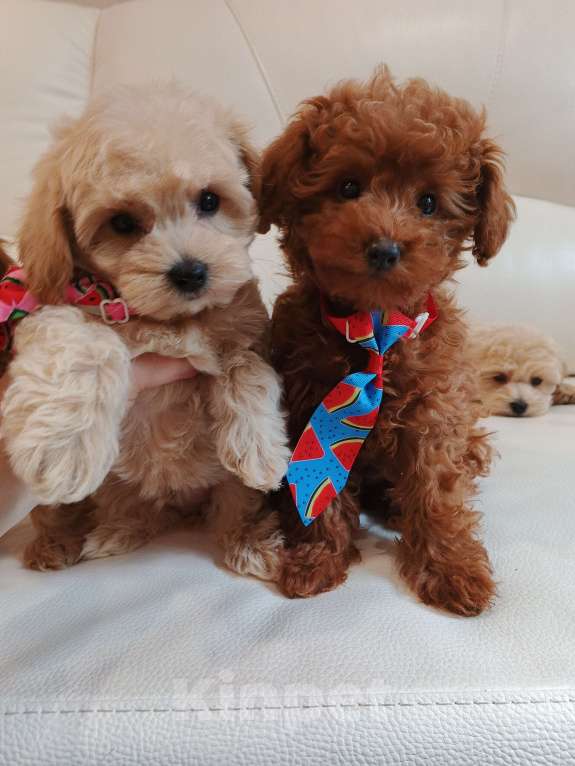 Собаки в Москве: Той пудель мальчик от китайского тедди Мальчик, 80 000 руб. - фото 7