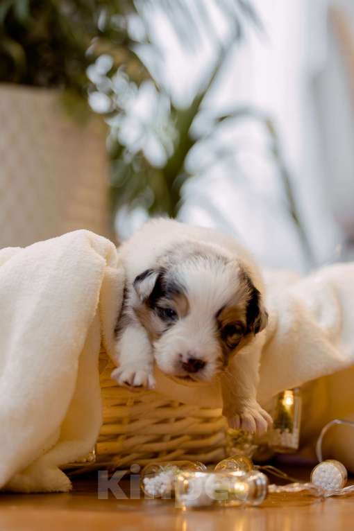 Собаки в Москве: Щенки Австралийской овчарки Мальчик, Бесплатно - фото 5