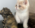 Кошки в Москве: Шотландский кремовый мальчик Мальчик, 35 000 руб. - фото 2