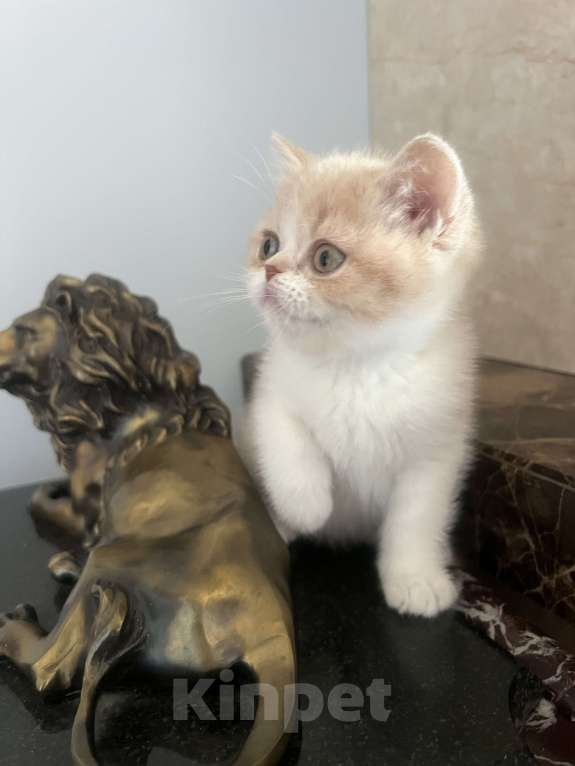 Кошки в Москве: Шотландский кремовый мальчик Мальчик, 35 000 руб. - фото 2