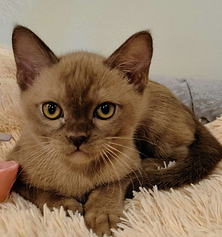 Котик шоколад