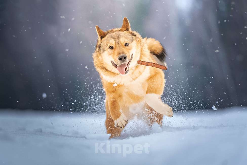 Собаки в Клине: Синги — преданный пёс Мальчик, Бесплатно - фото 9