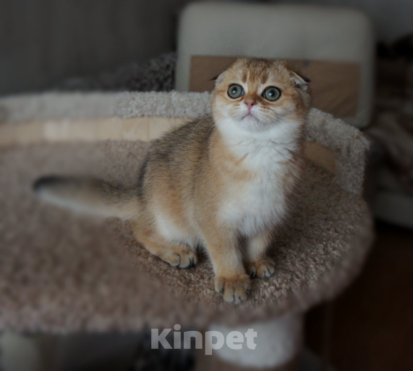 Кошки в Санкт-Петербурге: Золотая вислоухая. Девочка, Бесплатно - фото 1