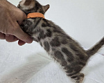 Кошки в Красногорске: Бенгальские малыши  Девочка, 30 000 руб. - фото 7