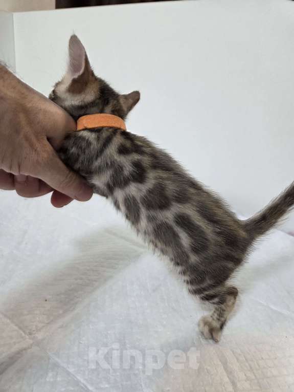 Кошки в Красногорске: Бенгальские малыши  Девочка, 30 000 руб. - фото 7