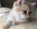 Кошки в Ковровом: Котёнок британской золотой шиншиллы  Мальчик, 50 000 руб. - фото 6