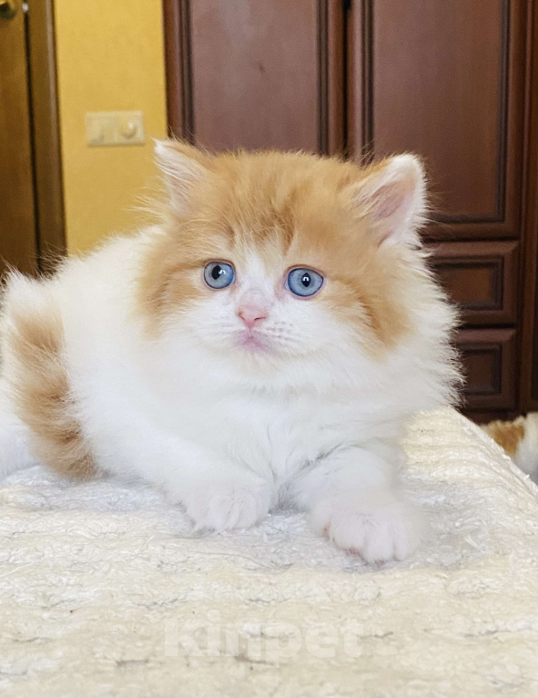 Кошки в Нижнем Новгороде: Голубоглазая рыжая кошечка к новогодним праздникам Девочка, 40 000 руб. - фото 4