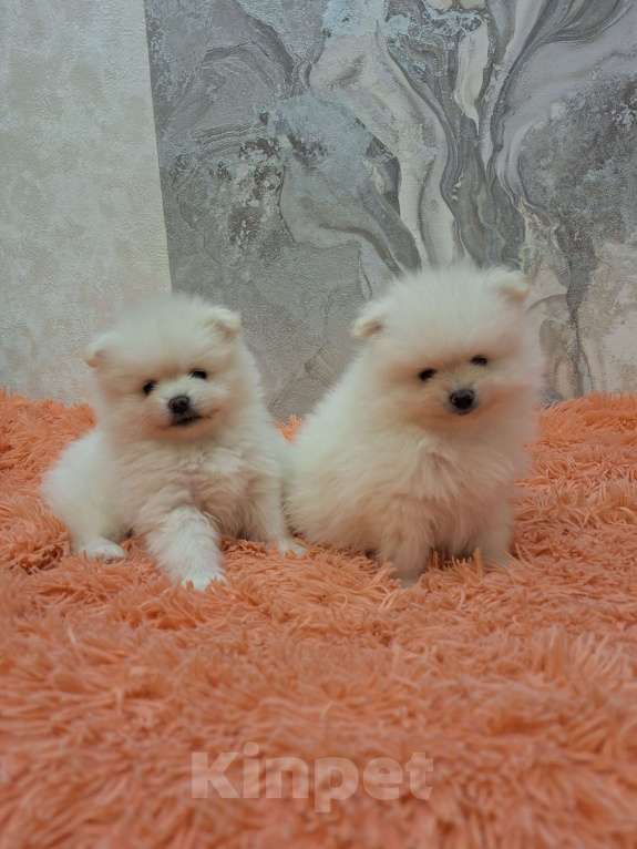 Собаки в Воронеже: Щенки шпица Мальчик, 25 000 руб. - фото 2