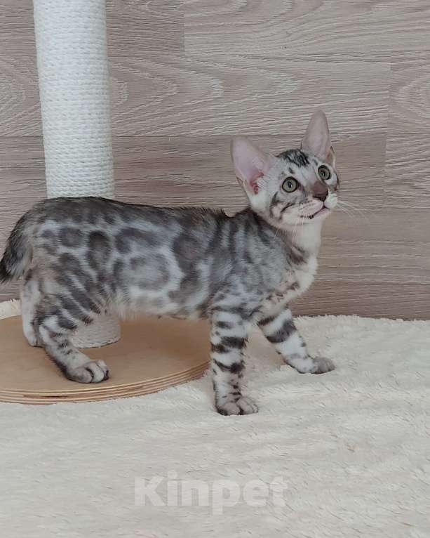 Кошки в Москве: Бенгальские котята  Мальчик, 55 000 руб. - фото 9