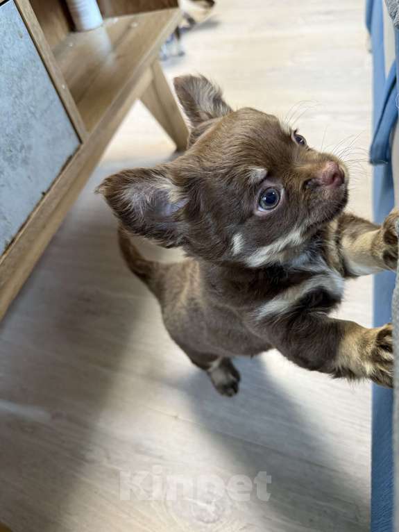 Собаки в других городах Московской области: Мальчик чихуахуа  Мальчик, 50 000 руб. - фото 5