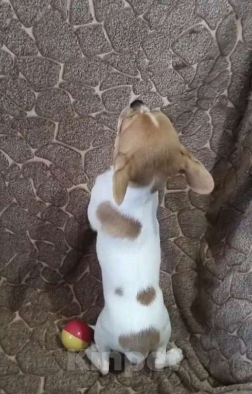 Собаки в Челябинске: ДевЧишка Девочка, 15 000 руб. - фото 2