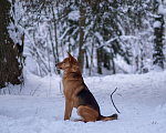 Собаки в Балашихе: Саливан — Хитрый Лис с сердцем из золота! Мальчик, Бесплатно - фото 5