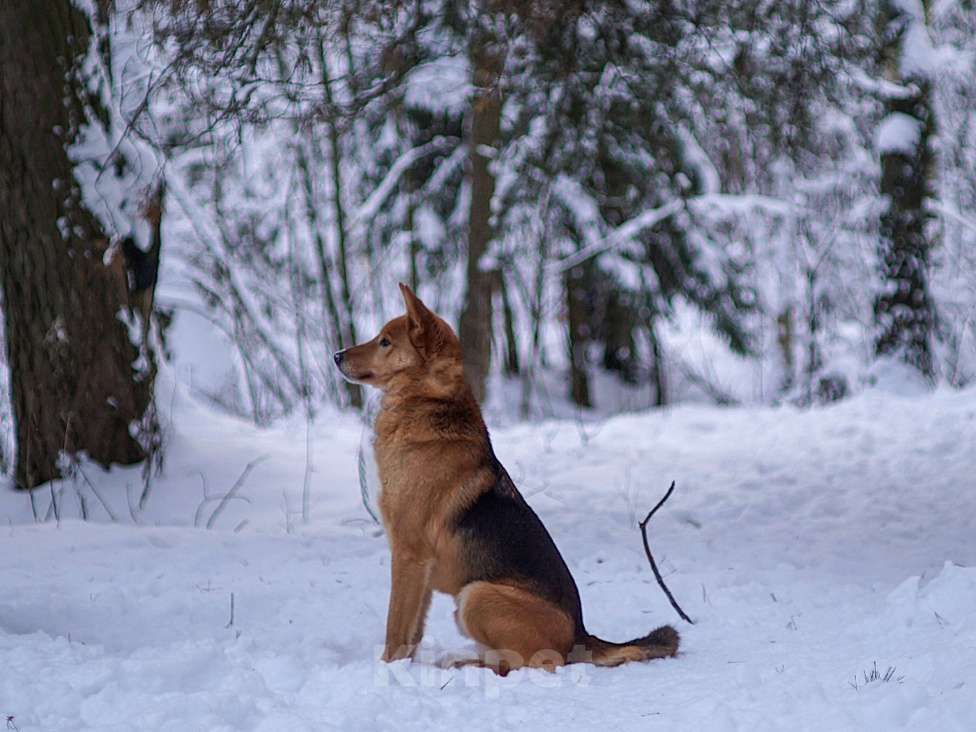 Собаки в Балашихе: Саливан — Хитрый Лис с сердцем из золота! Мальчик, Бесплатно - фото 5