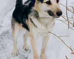 Собаки в Москве: Кира Девочка, Бесплатно - фото 1