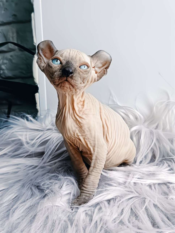 Кошки в Нефтекамске: канадский сфинкс эльф Мальчик, 45 000 руб. - фото 5