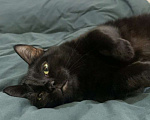 Кошки в Бронницах: Обнимательная Ириска ищет хозяев Девочка, Бесплатно - фото 2