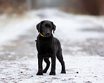Собаки в Москве: Черный щенок лабрадора  Девочка, 50 000 руб. - фото 4