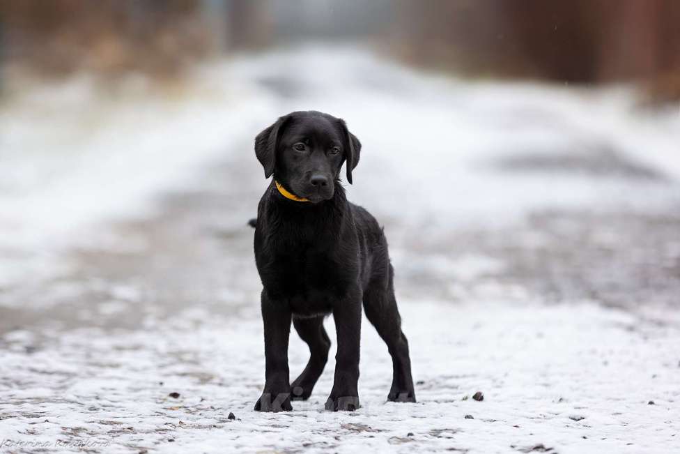 Собаки в Москве: Черный щенок лабрадора  Девочка, 50 000 руб. - фото 4