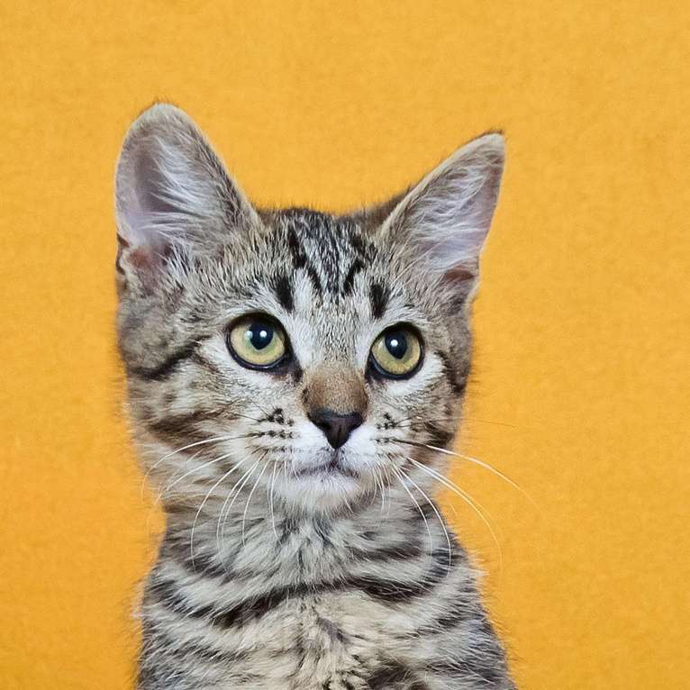 Кошки в других городах Московской области: Веселый котенок Кузя ищет дом Мальчик, Бесплатно - фото 4