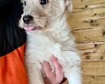 Собаки в Москве: Маленькие щенки в добрые руки (есть коротколапик)! Мальчик, 10 руб. - фото 7