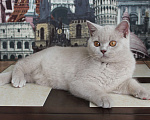 Кошки в Ульяновске: Британский котенок Мальчик, 25 000 руб. - фото 3