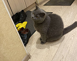 Кошки в Подольске: Отдам Мальчик, 100 руб. - фото 2