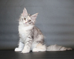 Кошки в Екатеринбурге: Дайнерис. Девочка Девочка, 50 000 руб. - фото 1