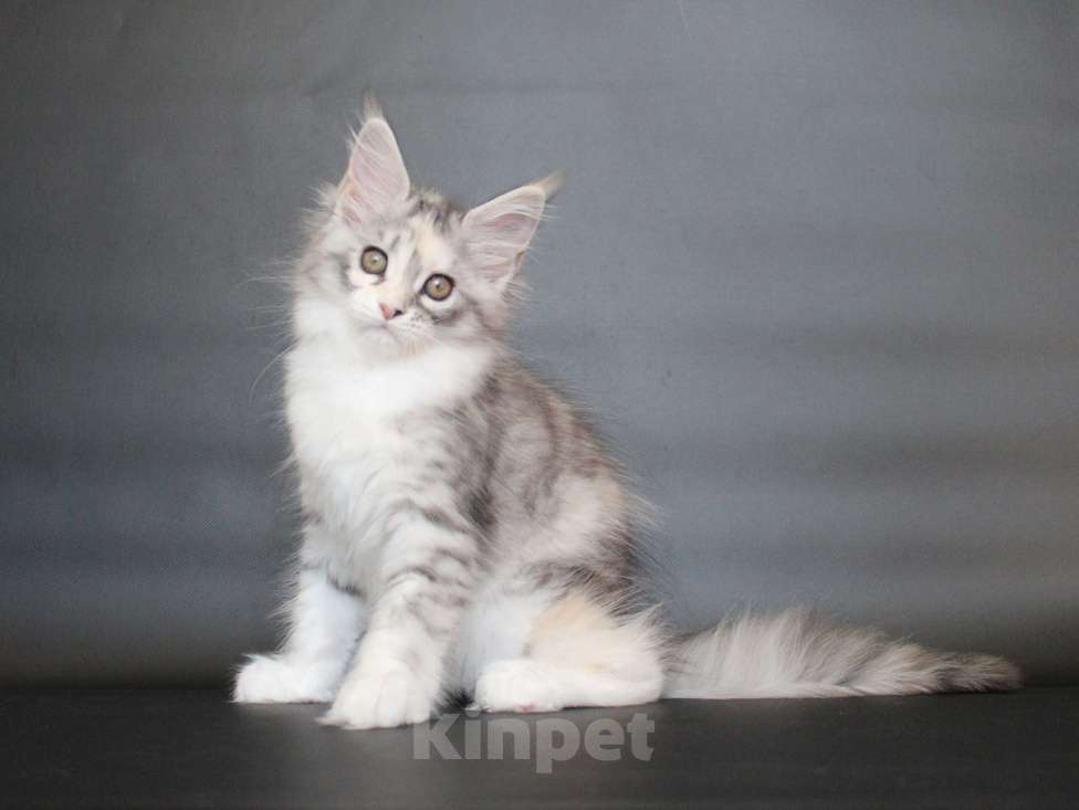 Кошки в Екатеринбурге: Дайнерис. Девочка Девочка, 50 000 руб. - фото 1