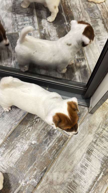 Собаки в Москве: Щенок джек-рассел-терьер от титулованных родителей Девочка, 1 руб. - фото 5