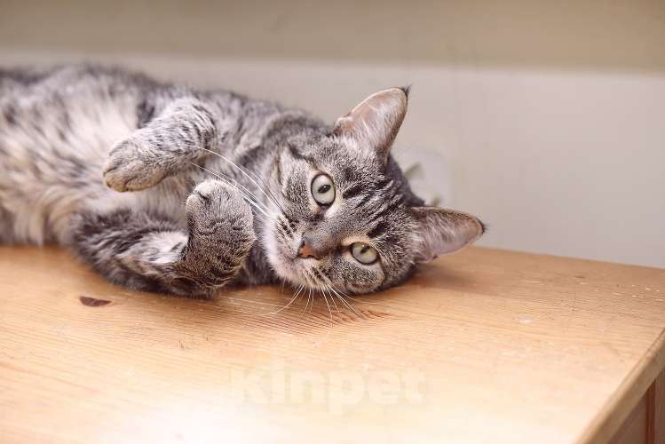 Кошки в Москве: Ручной котопёс Ириска в добрые руки Девочка, 1 руб. - фото 9