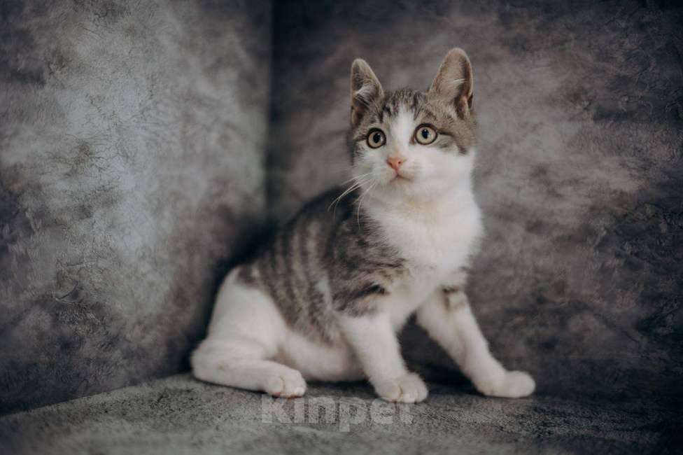 Кошки в Москве: Степан ищет дом!  Мальчик, Бесплатно - фото 9