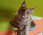 Кошки в Дмитрове: Мейн-кун полидакт Мальчик, 75 000 руб. - фото 7