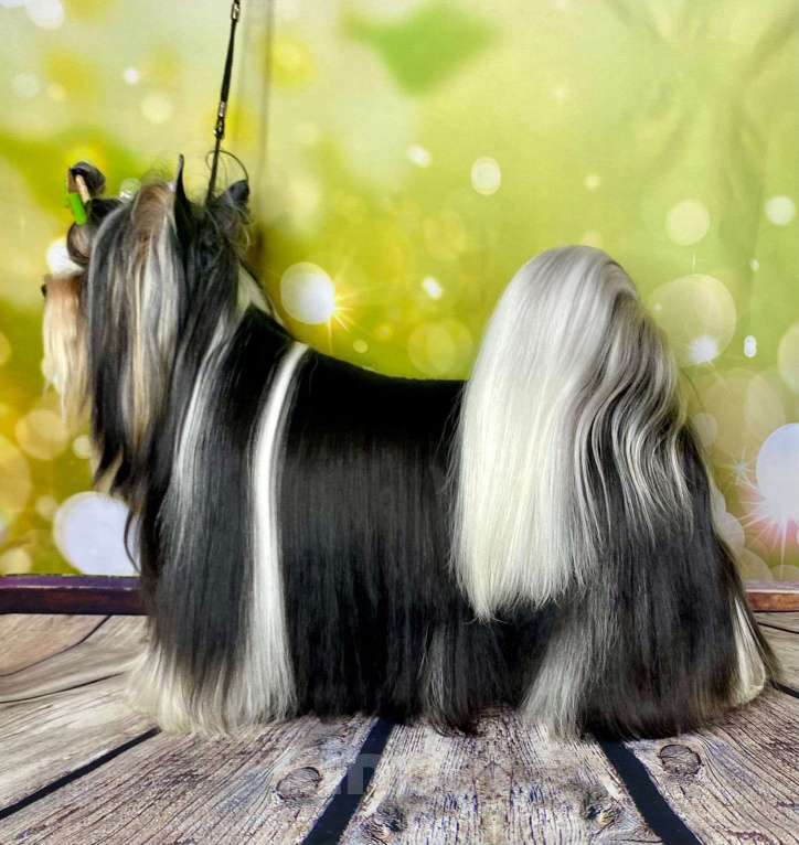 Собаки в Челябинске: Бивер для вязки Мальчик, Бесплатно - фото 6