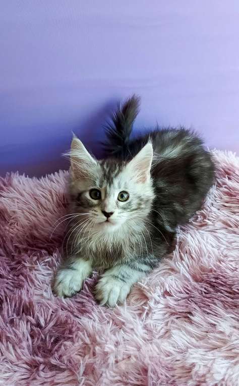 Кошки в Москве: Персефона Девочка, 45 000 руб. - фото 2