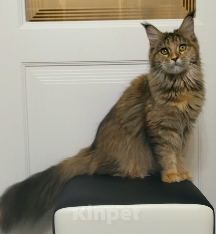 Кошки в Мытищах: Котенок Мейн-кун Девочка, 25 000 руб. - фото 4