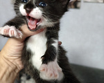 Кошки в Москве: Котята в добрые руки Девочка, Бесплатно - фото 3