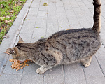 Кошки в Калининграде: Кошке нужен дом Девочка, Бесплатно - фото 2
