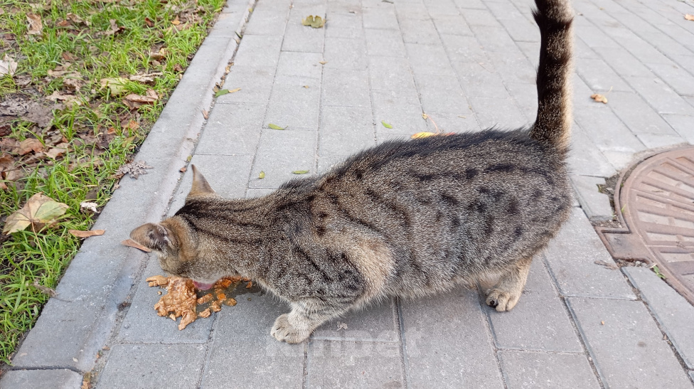 Кошки в Калининграде: Кошке нужен дом Девочка, Бесплатно - фото 2