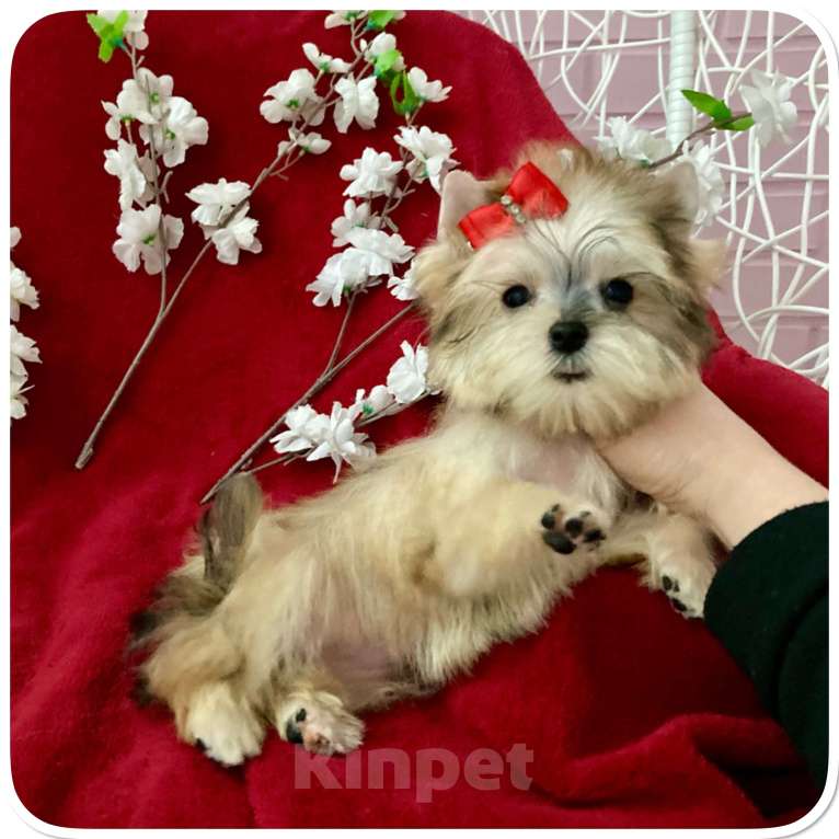 Собаки в Москве: Мини йорк золотая девочка бэби фейс Девочка, 80 000 руб. - фото 7