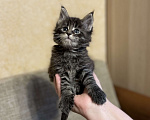 Кошки в Москве: Крупный котенок мейн-кун, мальчик Мальчик, 20 000 руб. - фото 3