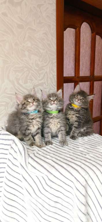 Кошки в Льгове: Котята мейн куны Мальчик, 20 000 руб. - фото 1