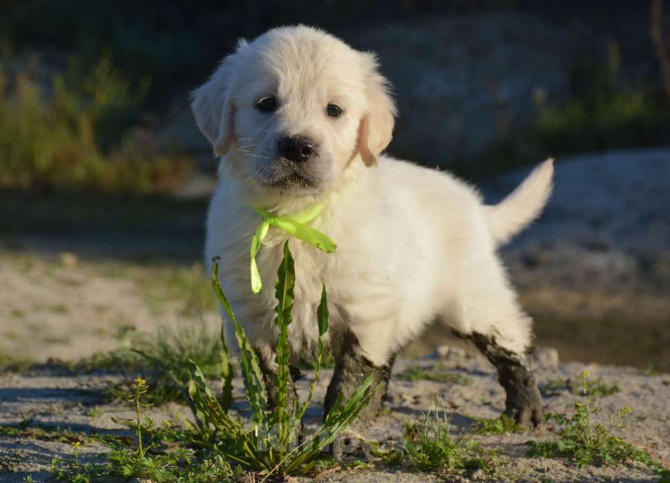Собаки в Москве: Щенок голден ретривера. Девочка, Бесплатно - фото 3