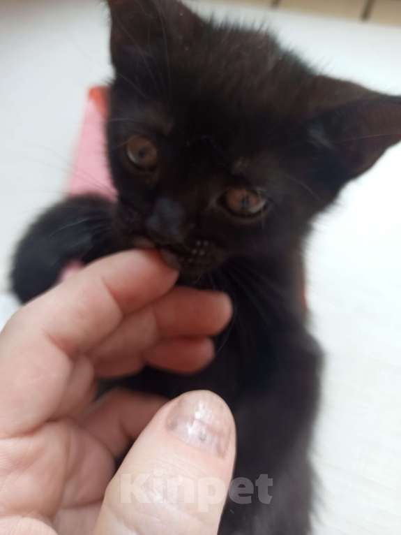 Кошки в Пятигорске: Котята в добрые руки Мальчик, Бесплатно - фото 6