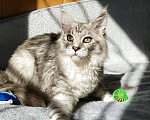 Кошки в Челябинске: 🔥🔥🔥КОТЕНОК МЕЙН-КУН МАЛЬЧИК ПИТОМНИК 🔥🔥🔥 Мальчик, 45 000 руб. - фото 5